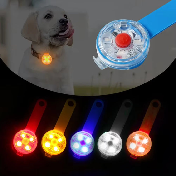 Illuminate Your Dog&