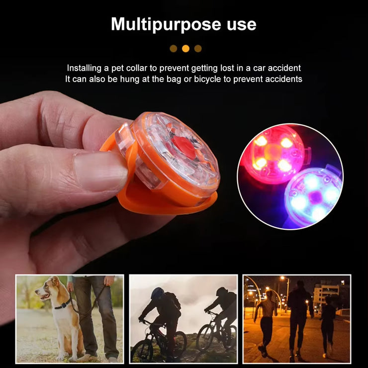 Illuminate Your Dog&